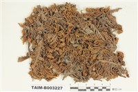 藏品(灰苔科)的圖片